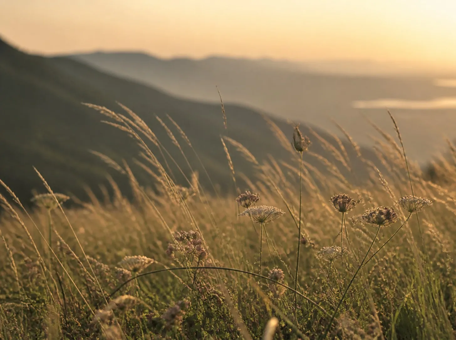 Gräser und Wiesenblumen, die sich im goldenen Abendlicht im Wind biegen