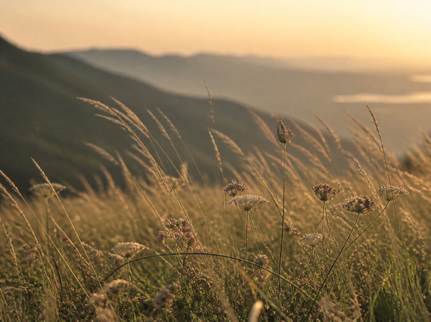 Gräser und Wiesenblumen, die sich im goldenen Abendlicht im Wind biegen